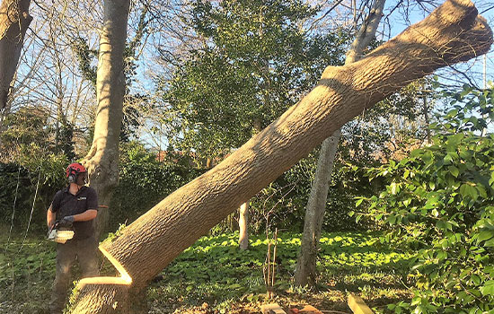 Conquérant Espaces Verts, le specialiste des espaces verts à Caen (14000) dans le Calvados (14)