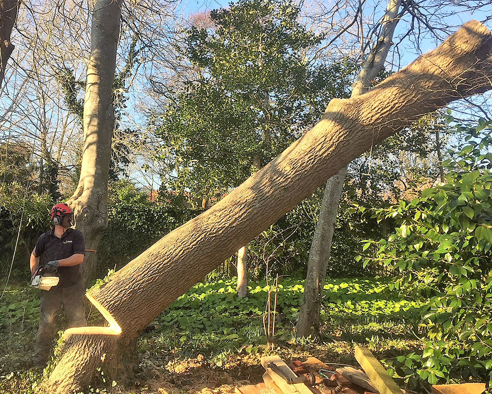 Suppression d'arbres malades ou nuisibles à Caen (14000) dans le Calvados (14)