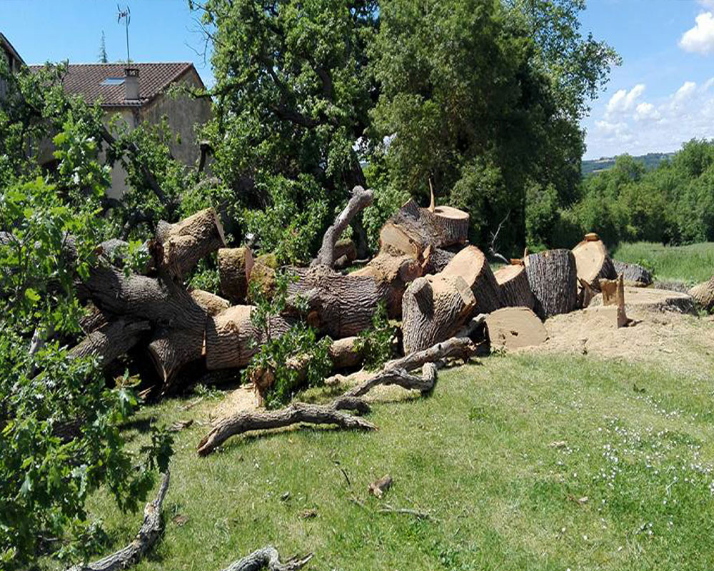 Abattage d'arbres à Caen (14000) dans le Calvados (14)