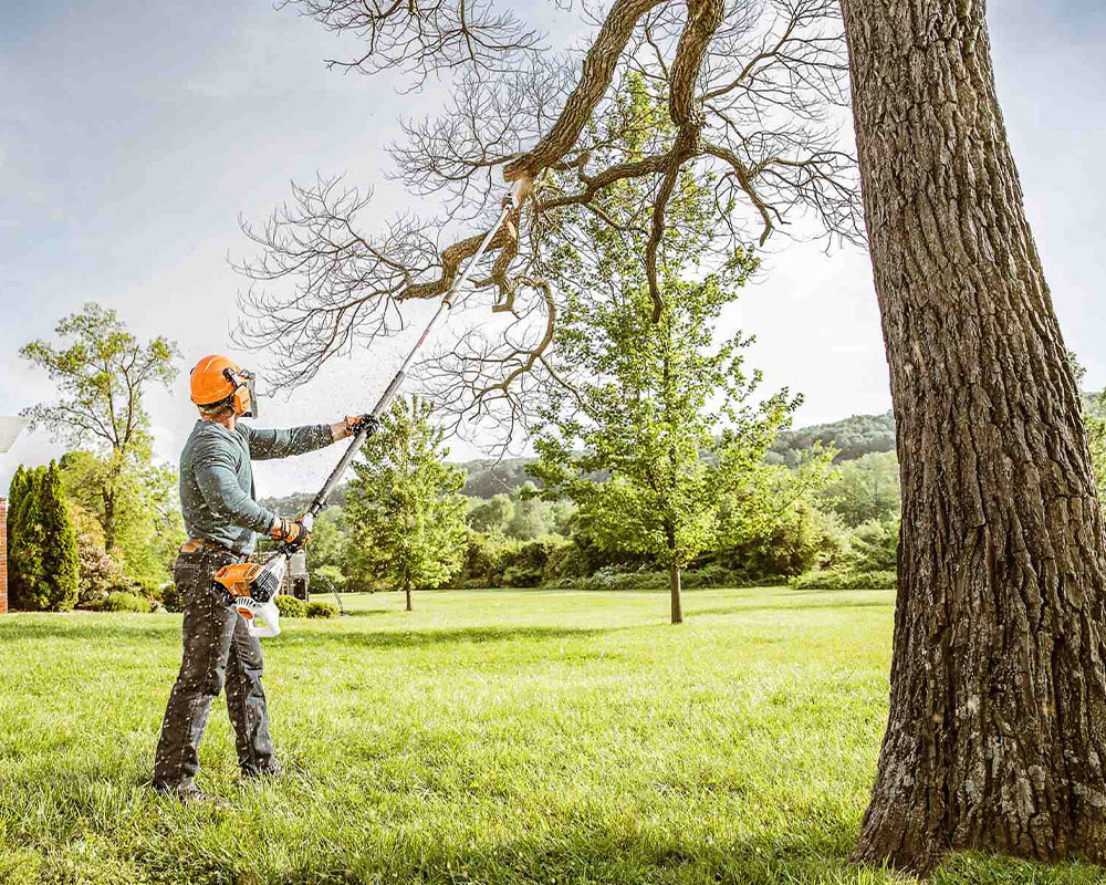 Taille et entretien d'arbres à Caen (14000) dans le Calvados (14)