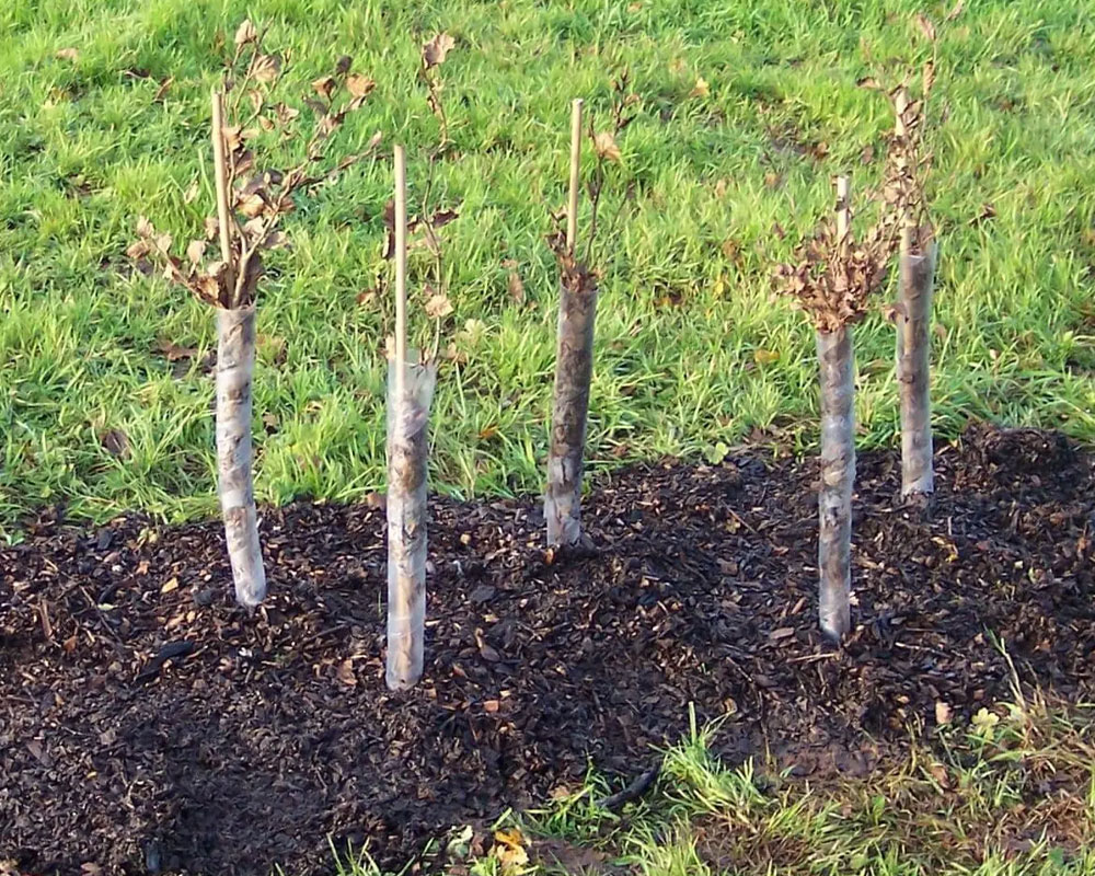 Plantation de haies à Caen (14000) dans le Calvados (14)