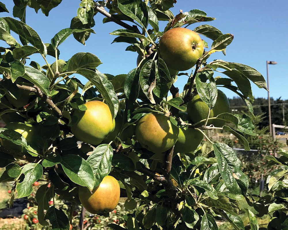 Taille d'arbres fruitiers à Caen (14000) dans le Calvados (14)