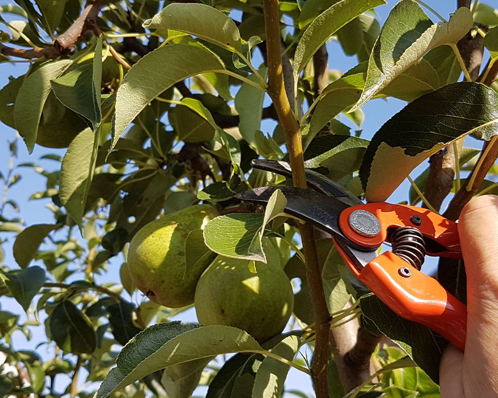 Pour une meilleure fructification de vos arbres à Caen (14000) dans le Calvados (14)