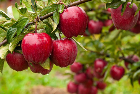 Taille d'arbres fruitiers à Caen (14000) dans le Calvados (14)